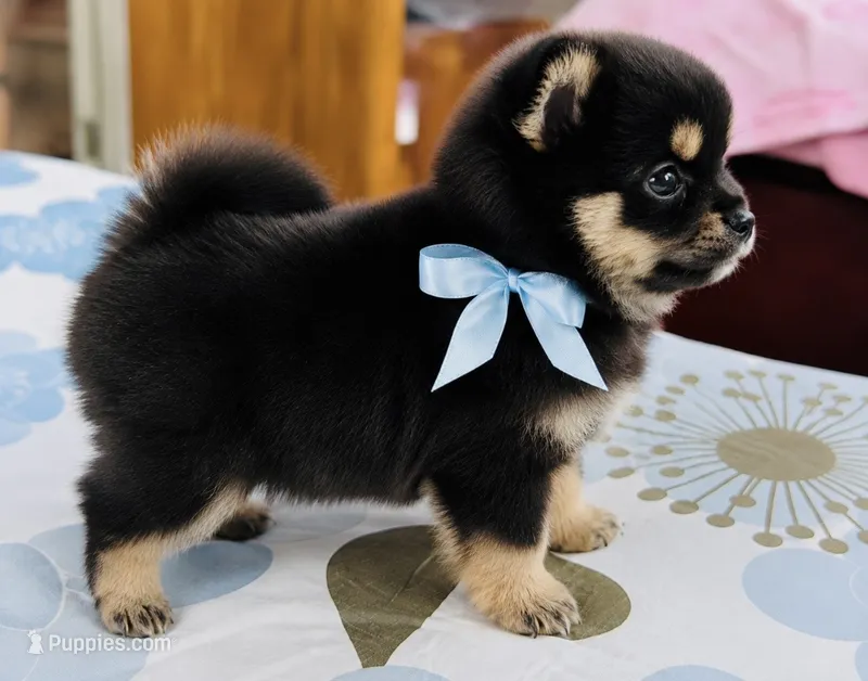 Ruger – Pomeranian puppy for sale in Phoenix, AZ