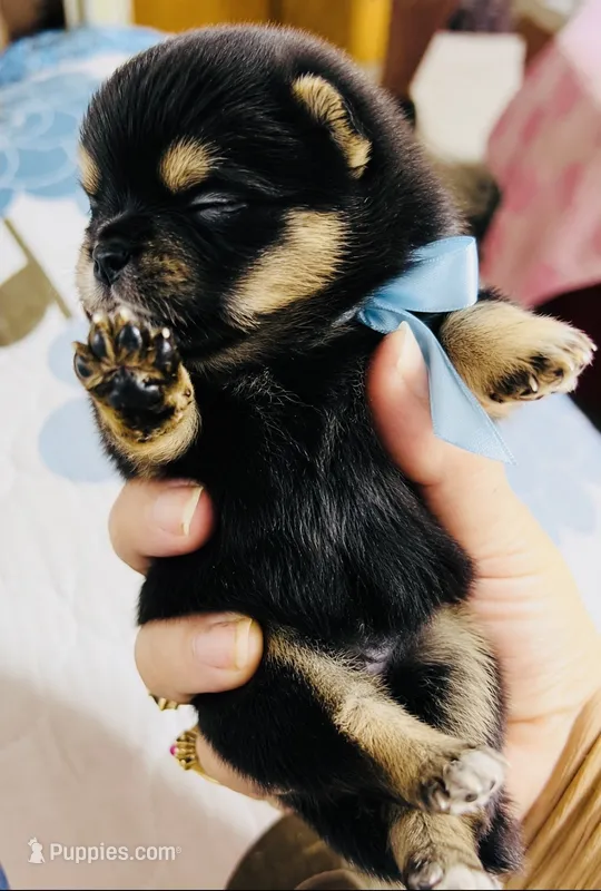 Ruger – Pomeranian puppy for sale in Phoenix, AZ
