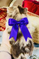 Mason, a male Pomeranian for sale in Phoenix, AZ – 3 of 10