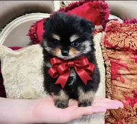 Godivas girl Red, a female Pomeranian for sale in Phoenix, AZ – 7 of 9