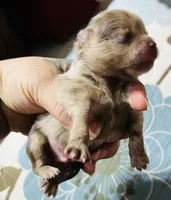 Cassius, a male Pomeranian for sale in Phoenix, AZ – 2 of 8