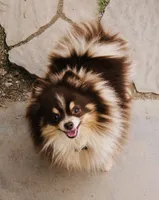 Pandas Boy2 Grey, a male Pomeranian for sale in Phoenix, AZ – 7 of 8
