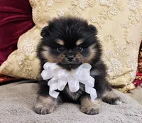 Pandas White bow Boy 1, a male Pomeranian for sale in Phoenix, AZ – 1 of 10