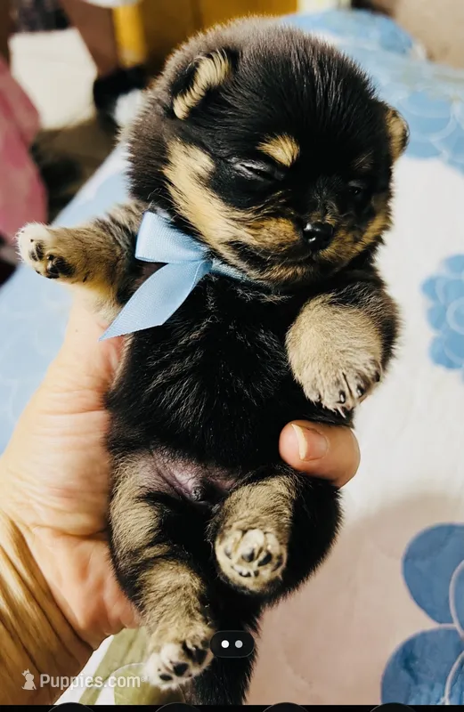 Ruger – Pomeranian puppy for sale in Phoenix, AZ