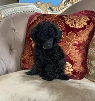 Tory, a female Poodle - Toy  for sale in Phoenix, AZ – 4 of 10