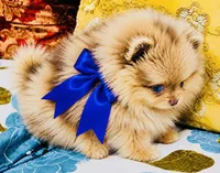 Mason, a male Pomeranian for sale in Phoenix, AZ – 4 of 8