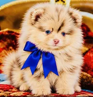 Mason, a male Pomeranian for sale in Phoenix, AZ – 6 of 8
