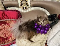 Orion, a male Pomeranian for sale in Phoenix, AZ – 4 of 8