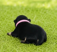 Pandas girl pink, a female Pomeranian for sale in Phoenix, AZ – 2 of 8
