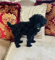 Coal, a male Poodle - Toy  for sale in Phoenix, AZ – 4 of 8