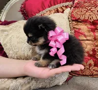 Tiny Pandas girl pink, a female Pomeranian for sale in Phoenix, AZ – 8 of 10