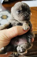 Theodore, a male Pomeranian for sale in Phoenix, AZ – 5 of 7