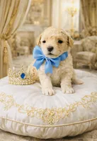 Blue, a male Poodle - Toy  for sale in Phoenix, AZ – Photo 2 of 4