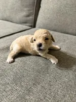 Blue, a male Poodle - Toy  for sale in Phoenix, AZ – Photo 4 of 4