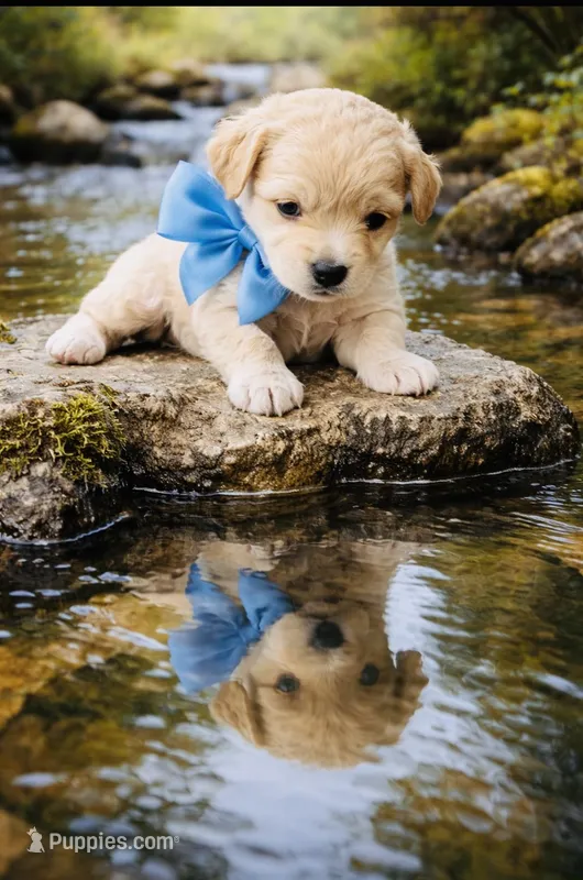 Blue – Poodle - Toy  puppy for sale in Phoenix, AZ