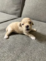 Blue, a male Poodle - Toy  for sale in Phoenix, AZ – Photo 3 of 4