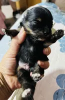 Ruger, a male Pomeranian for sale in Phoenix, AZ – 1 of 8