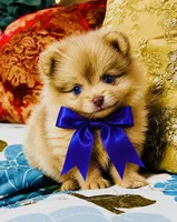 Mason, a male Pomeranian for sale in Phoenix, AZ – 4 of 10