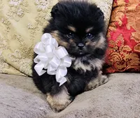 Pandas White bow Boy 1, a male Pomeranian for sale in Phoenix, AZ – 2 of 10