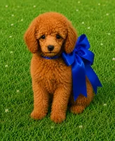 Red Benson, a male Poodle - Toy  for sale in Phoenix, AZ – 6 of 8