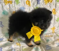 Diego, a male Pomeranian for sale in Phoenix, AZ – 6 of 8