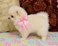 Crystal, a female Pomeranian for sale in Phoenix, AZ – 1 of 10
