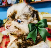 Cassius, a male Pomeranian for sale in Phoenix, AZ – 3 of 10