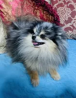 Butterscotch , a male Pomeranian for sale in Phoenix, AZ – 4 of 5