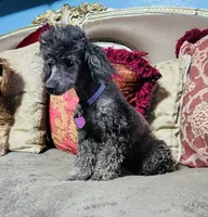 Big Red , a female Poodle - Toy  for sale in Phoenix, AZ – 8 of 8