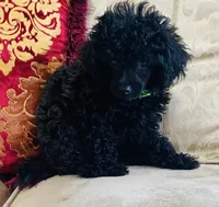 Coal, a male Poodle - Toy  for sale in Phoenix, AZ – 3 of 8