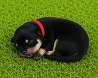 Willows girl, a female Pomeranian for sale in Phoenix, AZ – 4 of 9