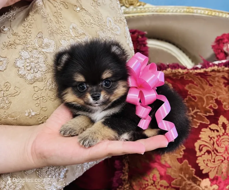 Tiny Pandas girl pink – Pomeranian puppy for sale in Phoenix, AZ