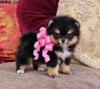Tiny Pandas girl pink, a female Pomeranian for sale in Phoenix, AZ – 4 of 10
