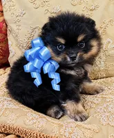 Godivas boy Blue, a male Pomeranian for sale in Phoenix, AZ – 3 of 10