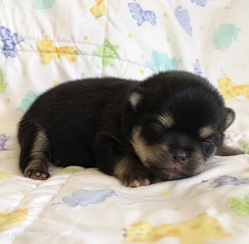 Pandas Boy 1 – Pomeranian puppy for sale in Phoenix, AZ