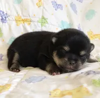 Pandas Boy 1, a male Pomeranian for sale in Phoenix, AZ – 1 of 7