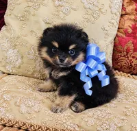 Godivas boy Blue, a male Pomeranian for sale in Phoenix, AZ – 2 of 10