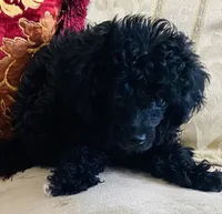 Coal, a male Poodle - Toy  for sale in Phoenix, AZ – 2 of 8