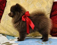 Jasmine , a female Pomeranian for sale in Phoenix, AZ – 5 of 10