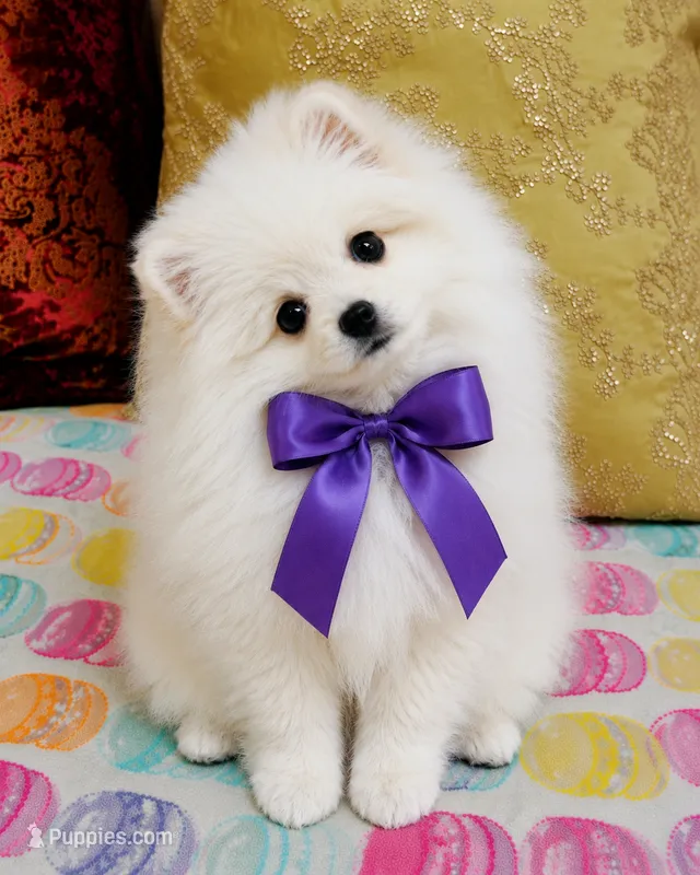 Frosty – Pomeranian puppy for sale in Phoenix, AZ