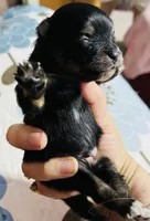 Ruger, a male Pomeranian for sale in Phoenix, AZ – 4 of 8