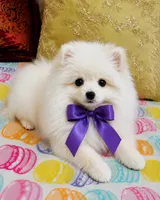 Frosty, a male Pomeranian for sale in Phoenix, AZ – 3 of 10