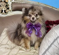 Orion, a male Pomeranian for sale in Phoenix, AZ – 6 of 8