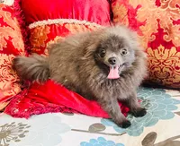 Cassius, a male Pomeranian for sale in Phoenix, AZ – 8 of 8