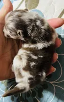 Mason, a male Pomeranian for sale in Phoenix, AZ – 3 of 8