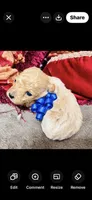 Theodore , a male Poodle - Toy  for sale in Phoenix, AZ – 4 of 9