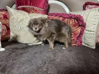 Jasmine , a female Pomeranian for sale in Phoenix, AZ – 10 of 10