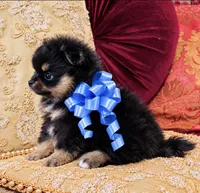 Godivas boy Blue, a male Pomeranian for sale in Phoenix, AZ – 7 of 10
