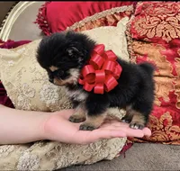 Godivas girl Red, a female Pomeranian for sale in Phoenix, AZ – 5 of 9