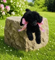 Ebony, a female Poodle - Toy  for sale in Phoenix, AZ – 6 of 10